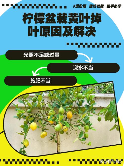 盆栽柠檬叶子黄斑什么原因？盆栽柠檬叶子尖枯黄