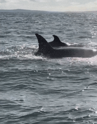 为逃避虎鲸群围猎 海豹跳上人类小船逃命(图2)