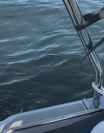 为逃避虎鲸群围猎 海豹跳上人类小船逃命(图5)