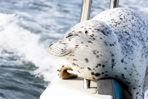 为逃避虎鲸群围猎 海豹跳上人类小船逃命(图7)