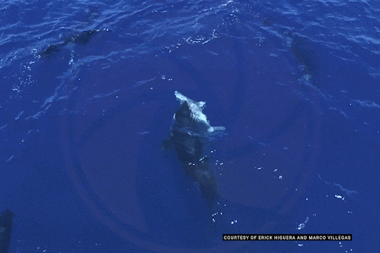 为逃避虎鲸群围猎 海豹跳上人类小船逃命(图8)