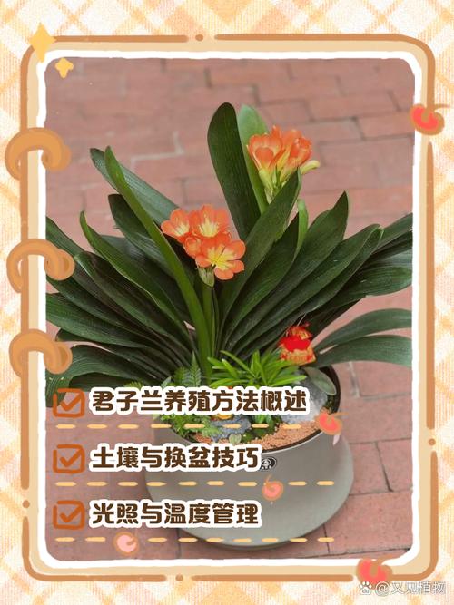 君子兰开花后如何养护？君子兰开花后怎样养护