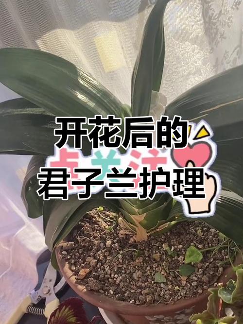 君子兰开花后如何养护?君子兰开花后怎样养护