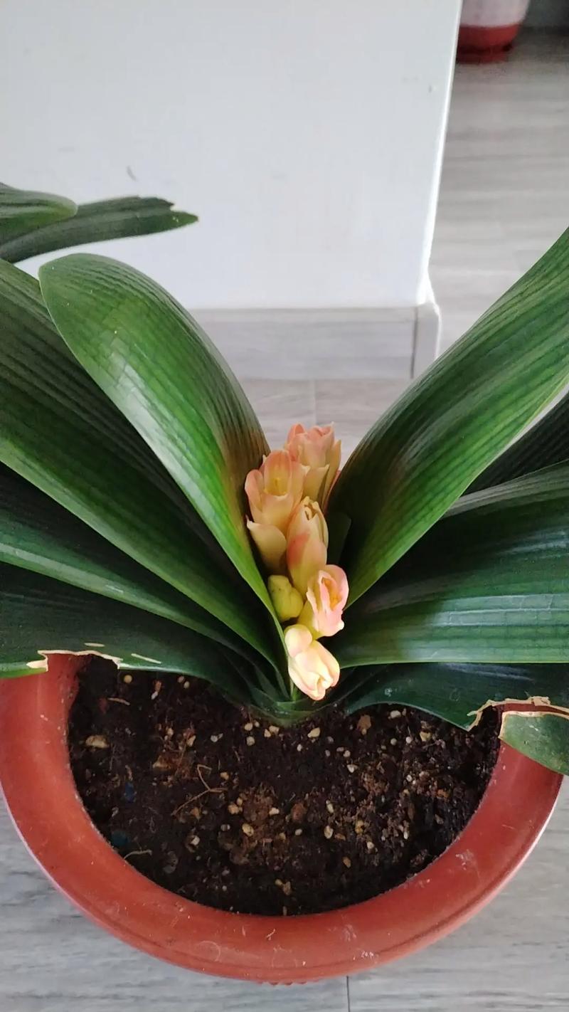 君子兰开花后如何养护?君子兰开花后怎样养护