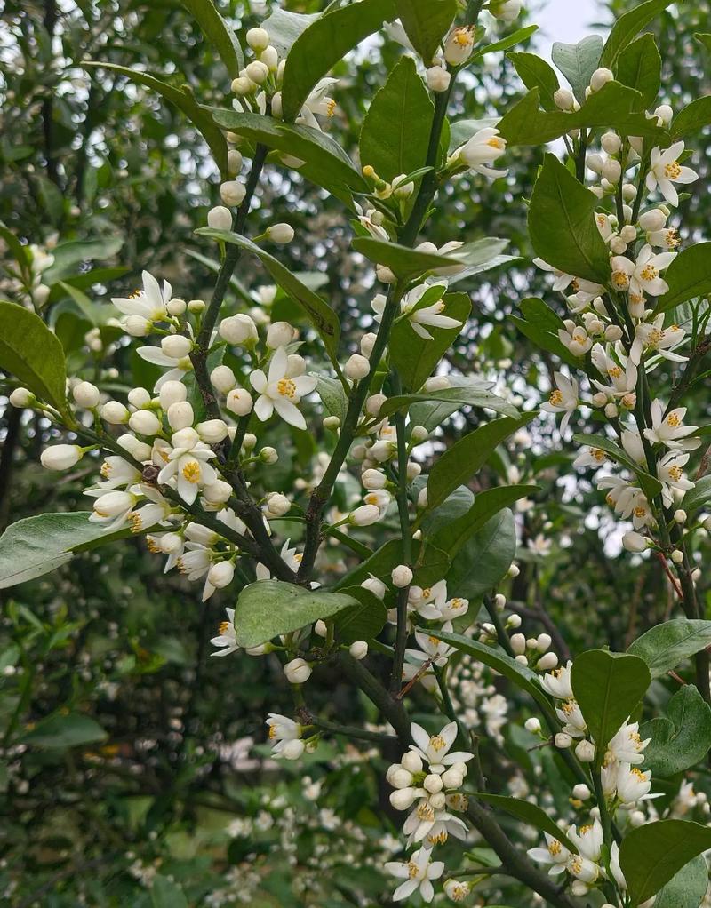 桔子树开什么花?？橘子树开花叫什么花