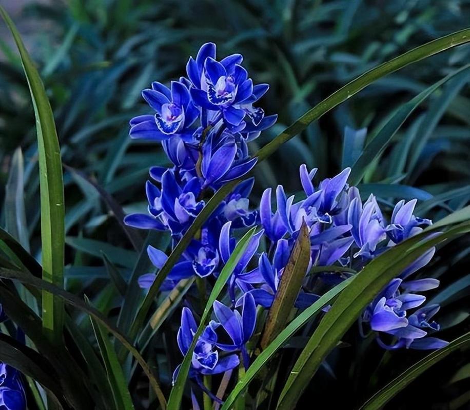 蓝色的兰花的花语和象征意义？蓝色兰花的花语是什么