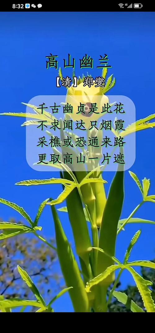 蓝色的兰花的花语和象征意义?蓝色兰花的花语是什么