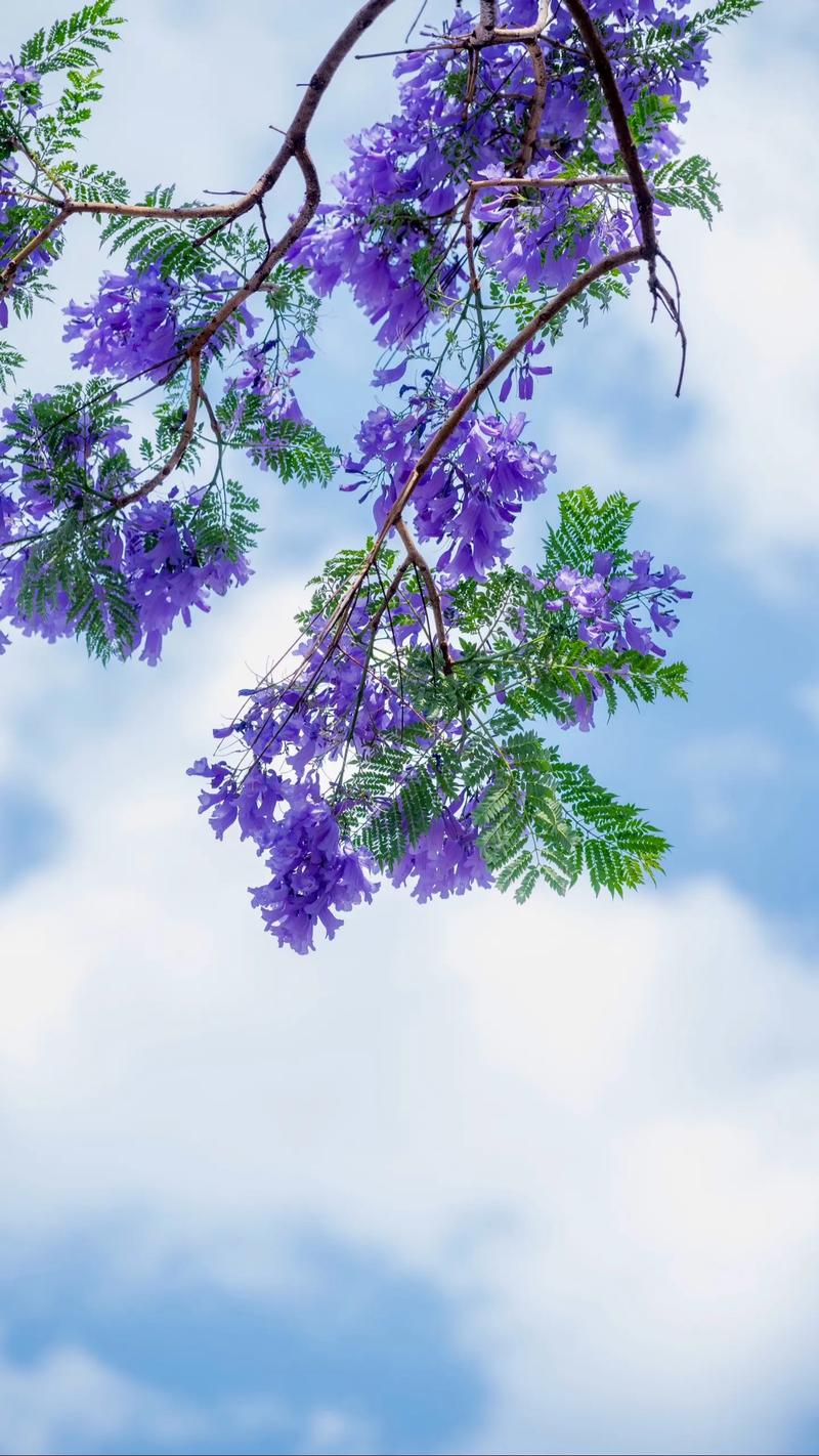 蓝色的兰花的花语和象征意义?蓝色兰花的花语是什么