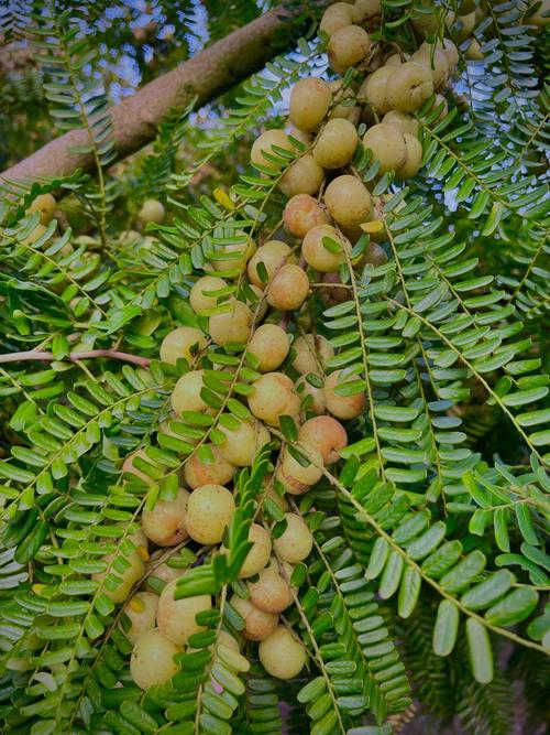 余甘子叶的功效与作用?余甘子功效及禁忌