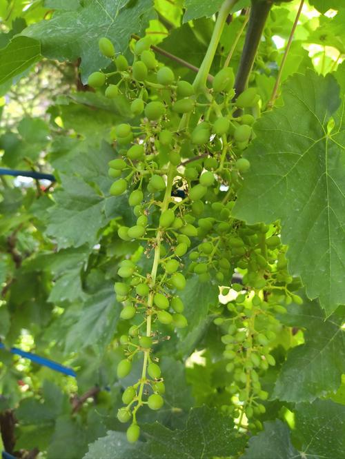 葡萄属于什么植物的果实？葡萄属于植物果实吗