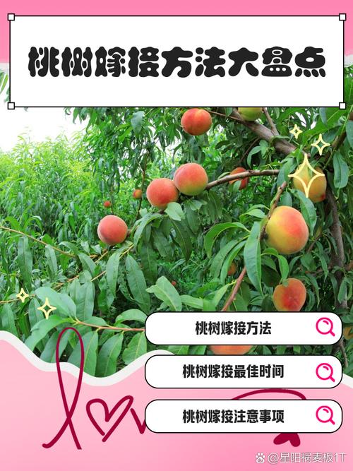 桃树能和苹果嫁接在一起吗？桃树可以和苹果树种一起吗