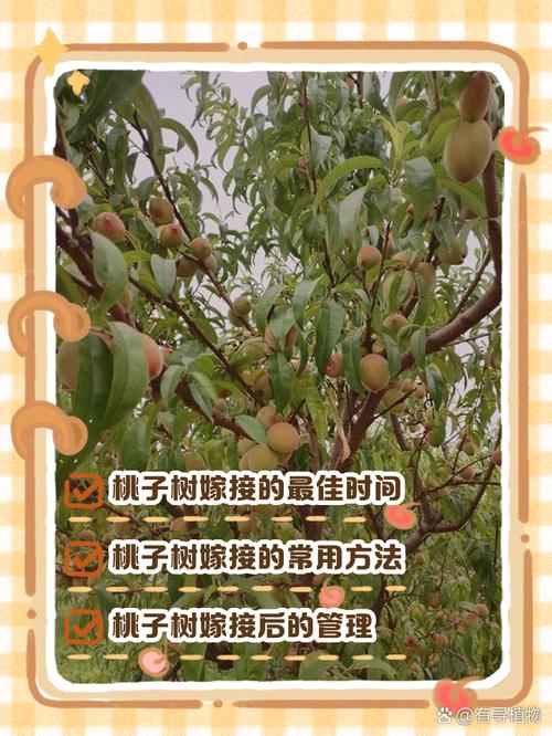 桃树能和苹果嫁接在一起吗?桃树可以和苹果树种一起吗