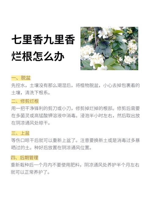 七里香什么时候最适宜种植？七里香什么季节移栽