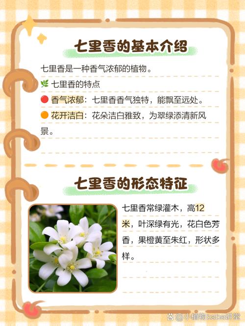 七里香什么时候最适宜种植?七里香什么季节移栽