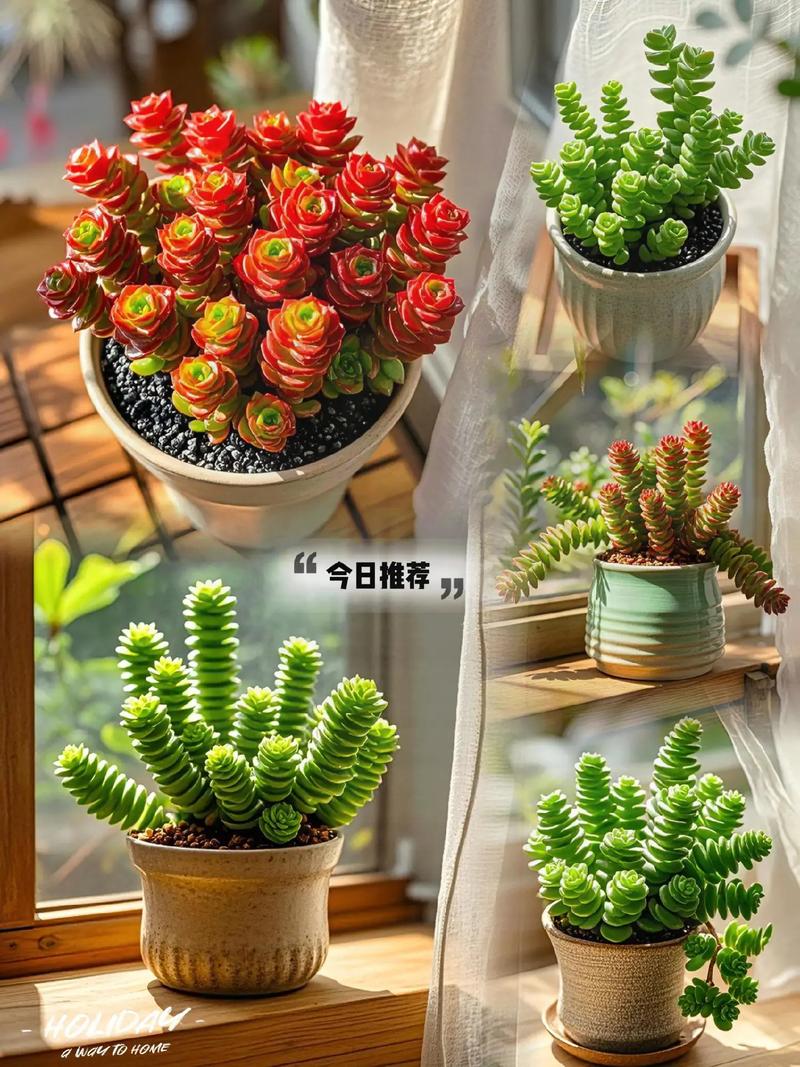 钱串花怎么养,用什么土栽培?？钱串花怎么养,用什么土栽培好