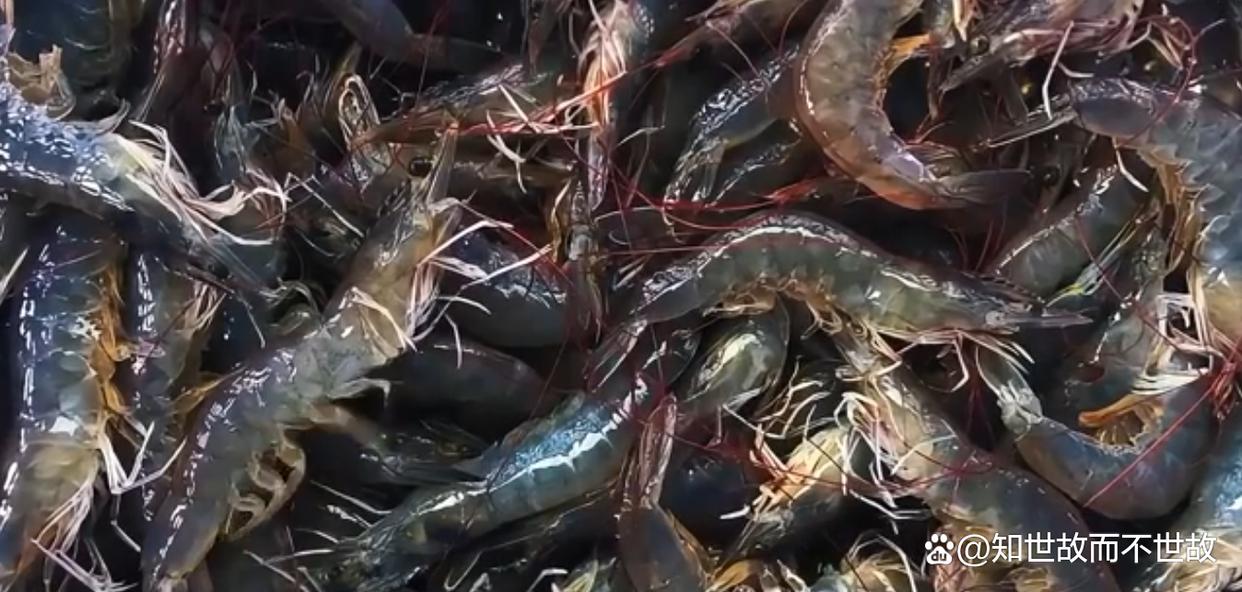 便宜30%的印度水产?你敢吃吗?