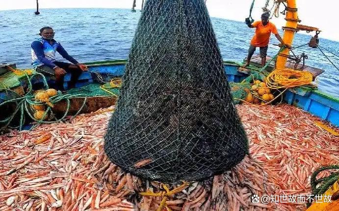 便宜30%的印度水产?你敢吃吗?