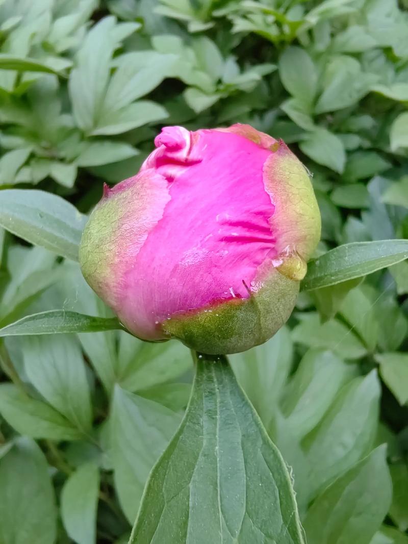 芍药别名将离寓意什么？芍药别称为什么叫将离