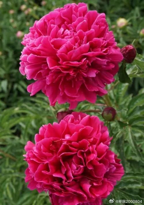 芍药别名将离寓意什么?芍药别称为什么叫将离