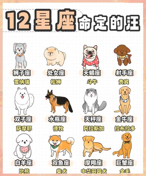 情侣最适合养的狗？情侣最适合养的狗品种