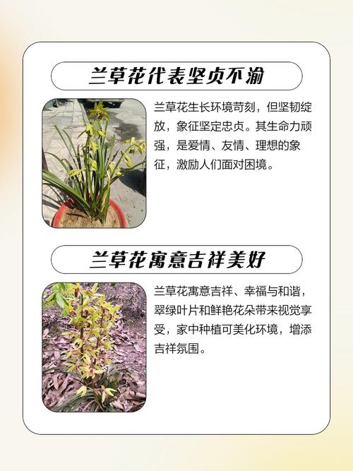 兰花开花说明什么？兰花开花的预兆