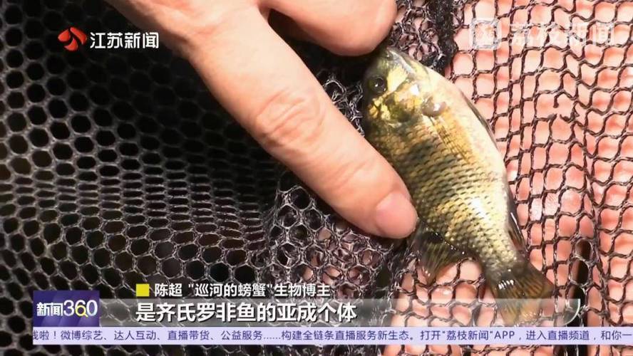 齐氏罗非鱼和罗非鱼对比？齐氏罗非鱼和罗非鱼对比图片