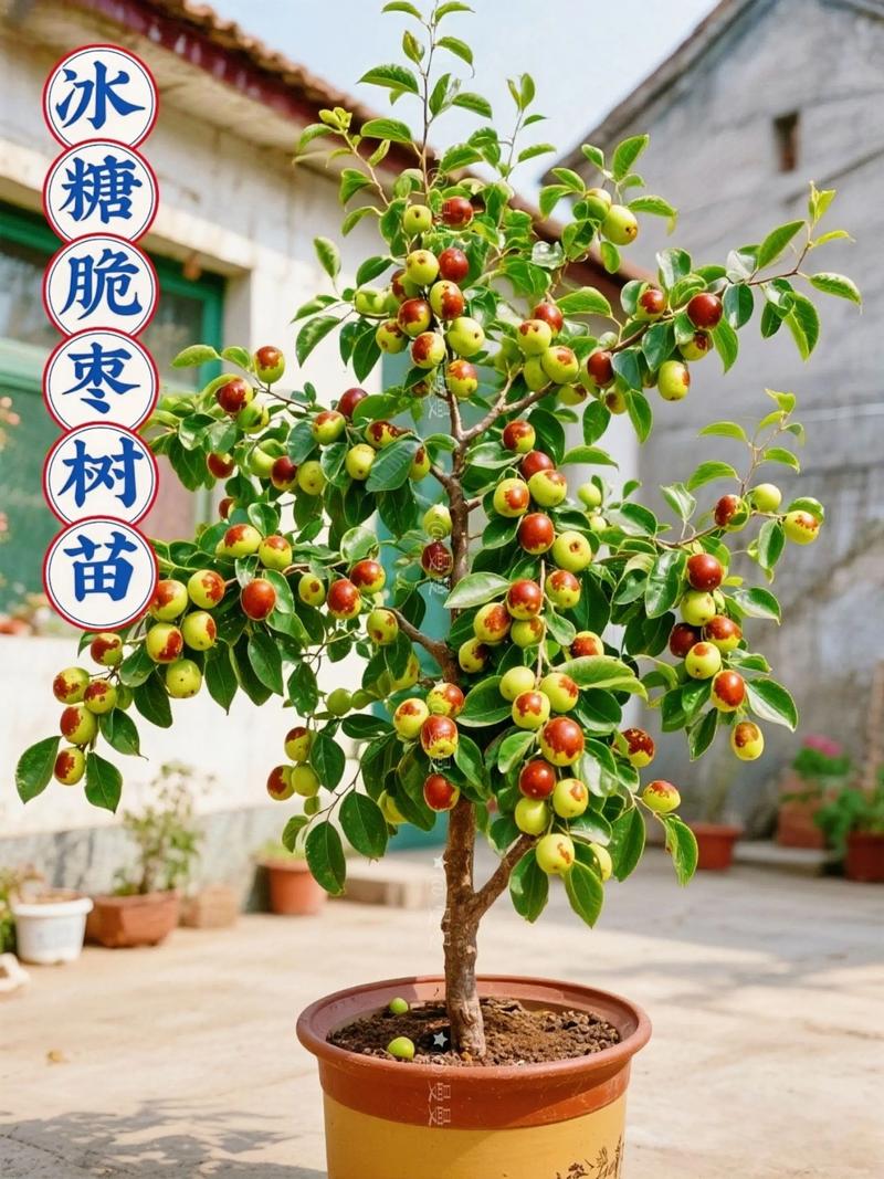 盆栽枣树种植栽培与管理？盆栽枣树种植栽培与管理技术