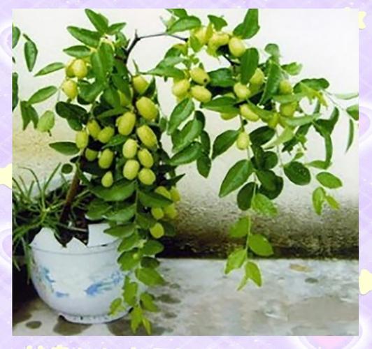 盆栽枣树种植栽培与管理?盆栽枣树种植栽培与管理技术