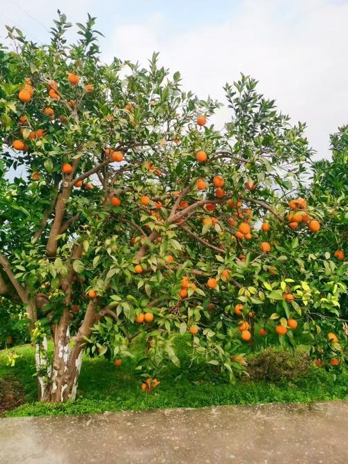 橘子什么时候到我国？橘子在什么时候成熟的