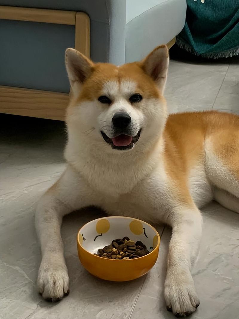 秋田犬吃什么肉最好？秋田犬吃什么食物最好