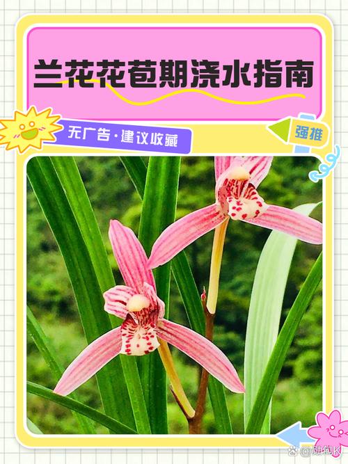 兰花打花苞后如何让养的更好？兰花出花苞后该如何浇水和施肥