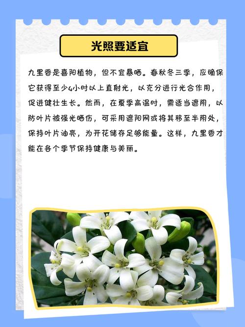 九里香幼苗要养几年才开花？九里香小苗多久可以开花