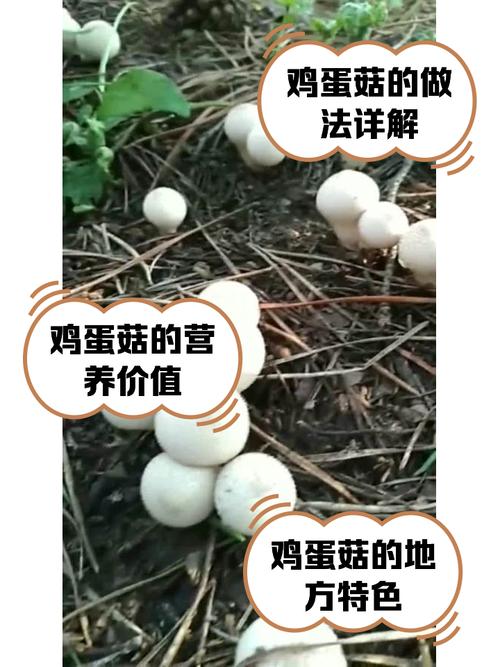 鸡蛋和菌类一起煮会中毒吗？鸡蛋和菌子煮在一起能吃吗
