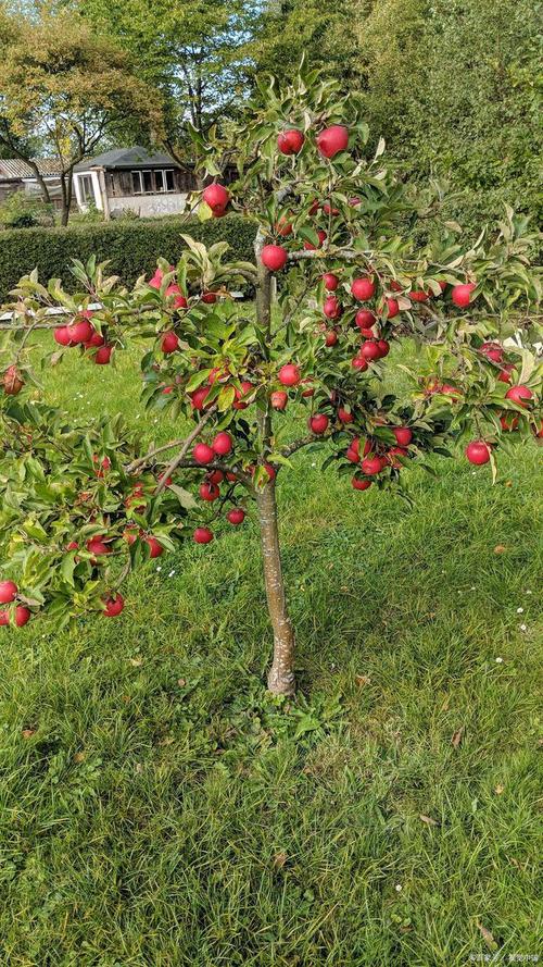 苹果树生长最适应海拔？苹果树种植深度