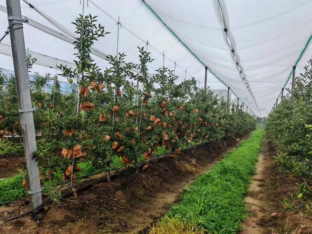 苹果树生长最适应海拔?苹果树种植深度