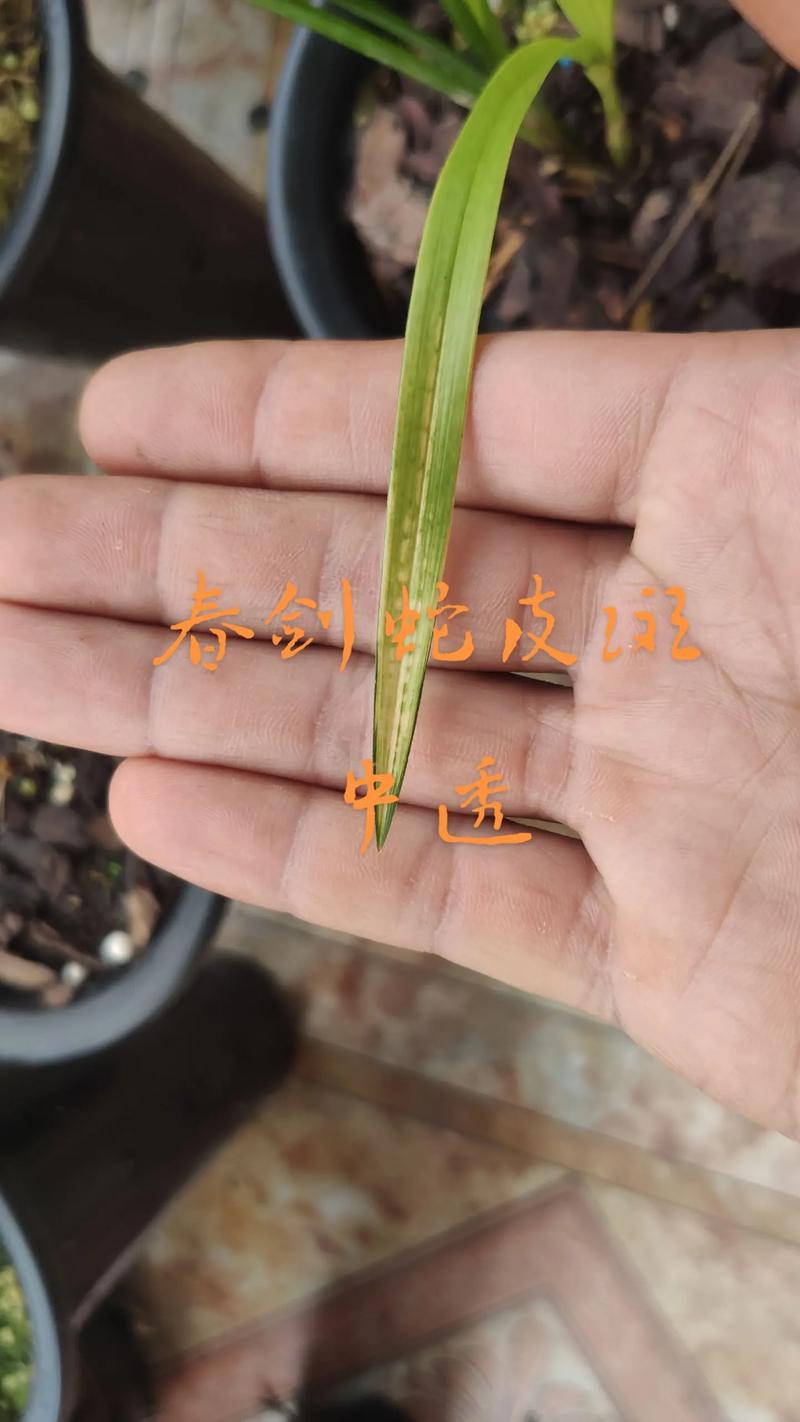 春剑兰花的植料配方？春剑兰花的识别图解