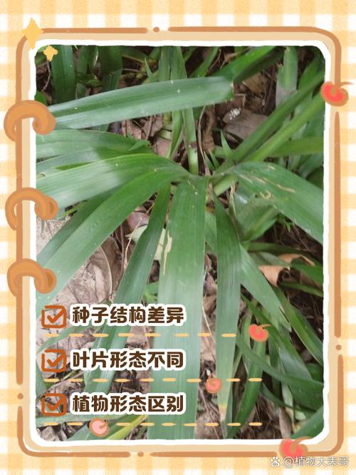 葡萄属于什么植物单子叶双子叶？葡萄是双子叶植物吗