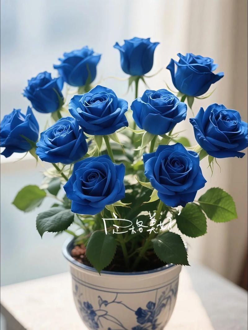 蓝玫瑰是假花吗?？蓝玫瑰是假花吗为什么