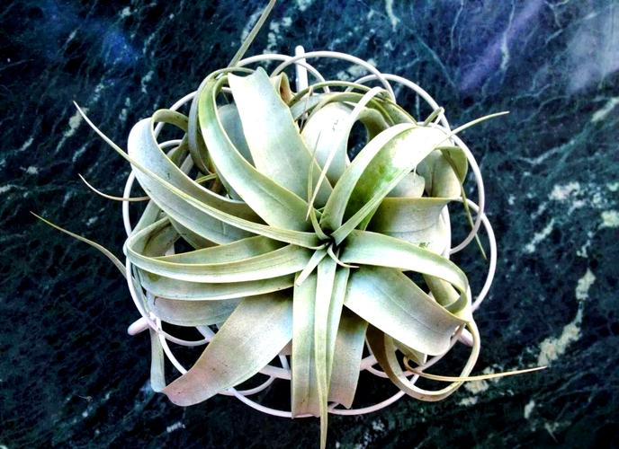 在空气中生存的植物？在空气中生活的植物是哪些