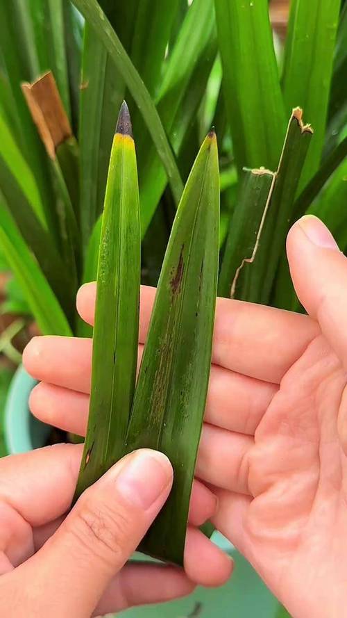 兰花叶子尖发黑什么原因？兰花叶子尖儿黑了怎么回事儿