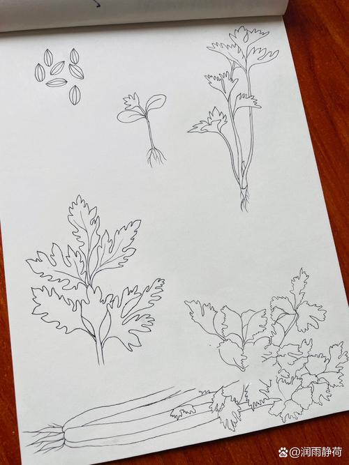 芹菜老了怎么能变嫩?芹菜长老了怎么办