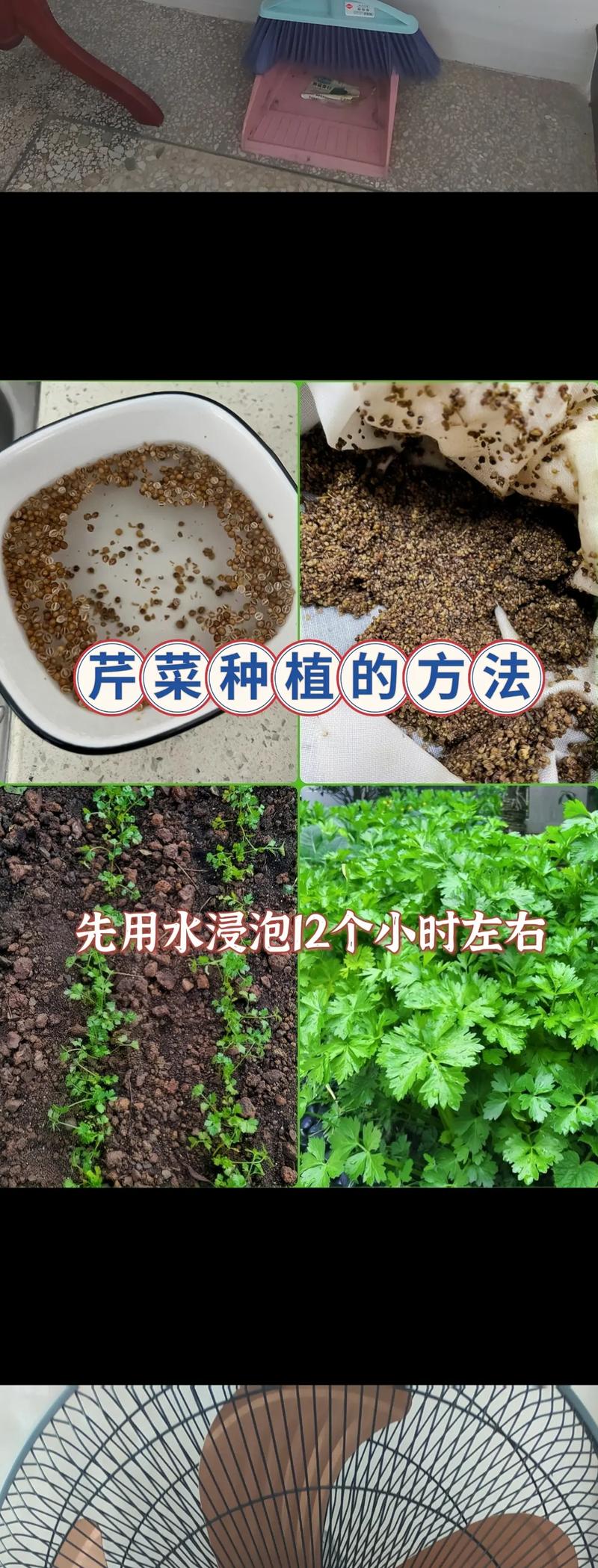 芹菜老了怎么能变嫩?芹菜长老了怎么办