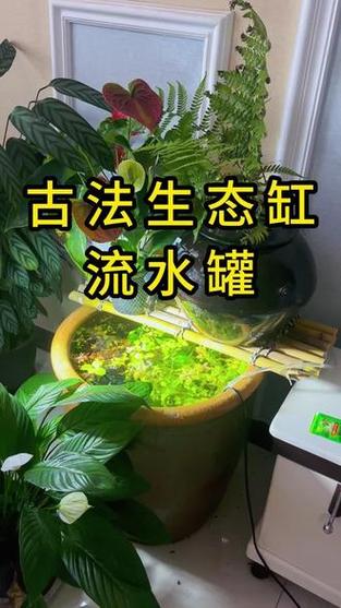 膨胀水植物怎么玩?膨胀水罐的作用是什么