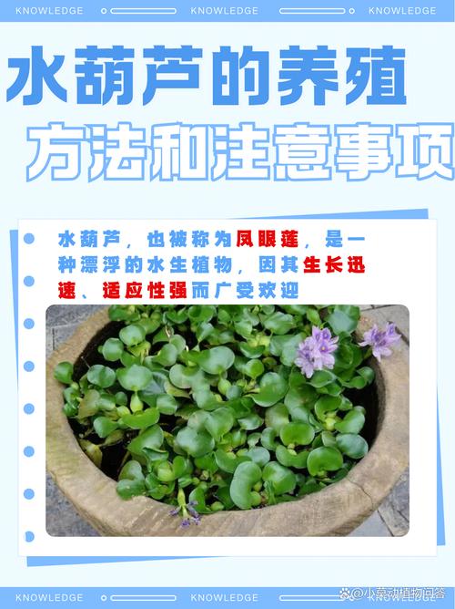 膨胀水植物怎么玩?膨胀水罐的作用是什么