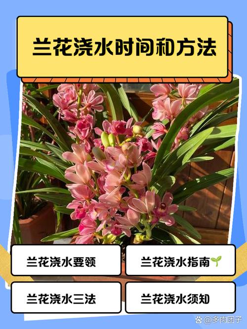 兰花怎么移盆最好?兰花怎么移盆最好活