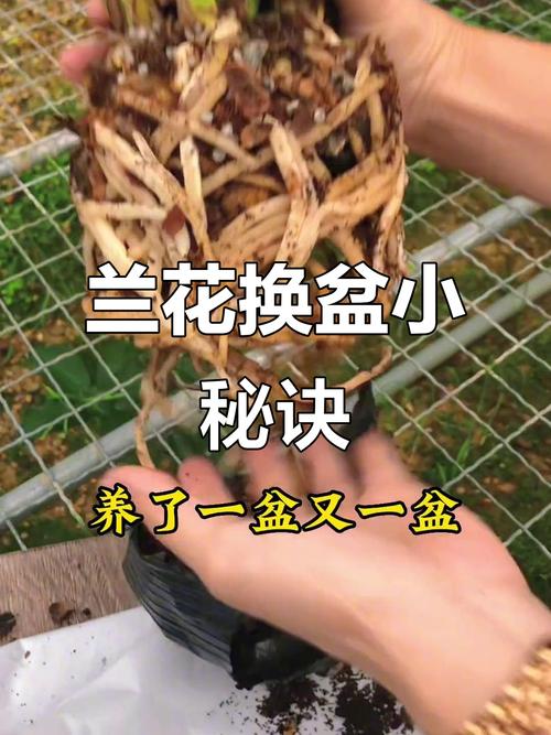 兰花怎么移盆最好?兰花怎么移盆最好活