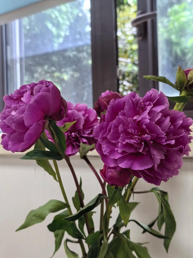 芍药别称为什么叫将离?芍药又叫将离的典故