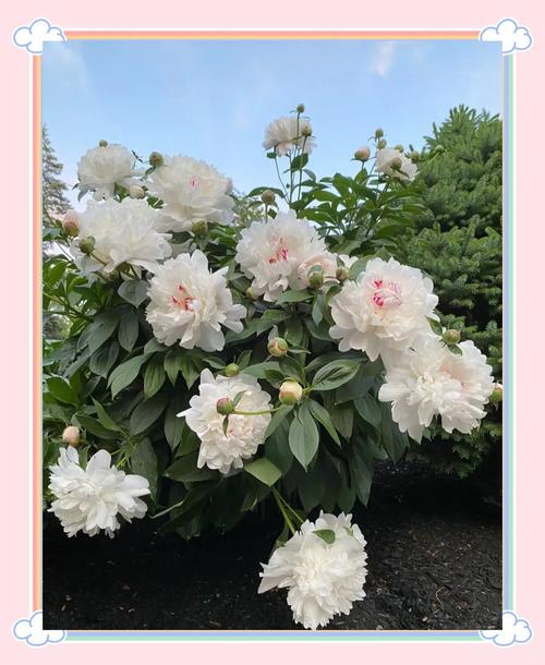 芍药别称为什么叫将离?芍药又叫将离的典故