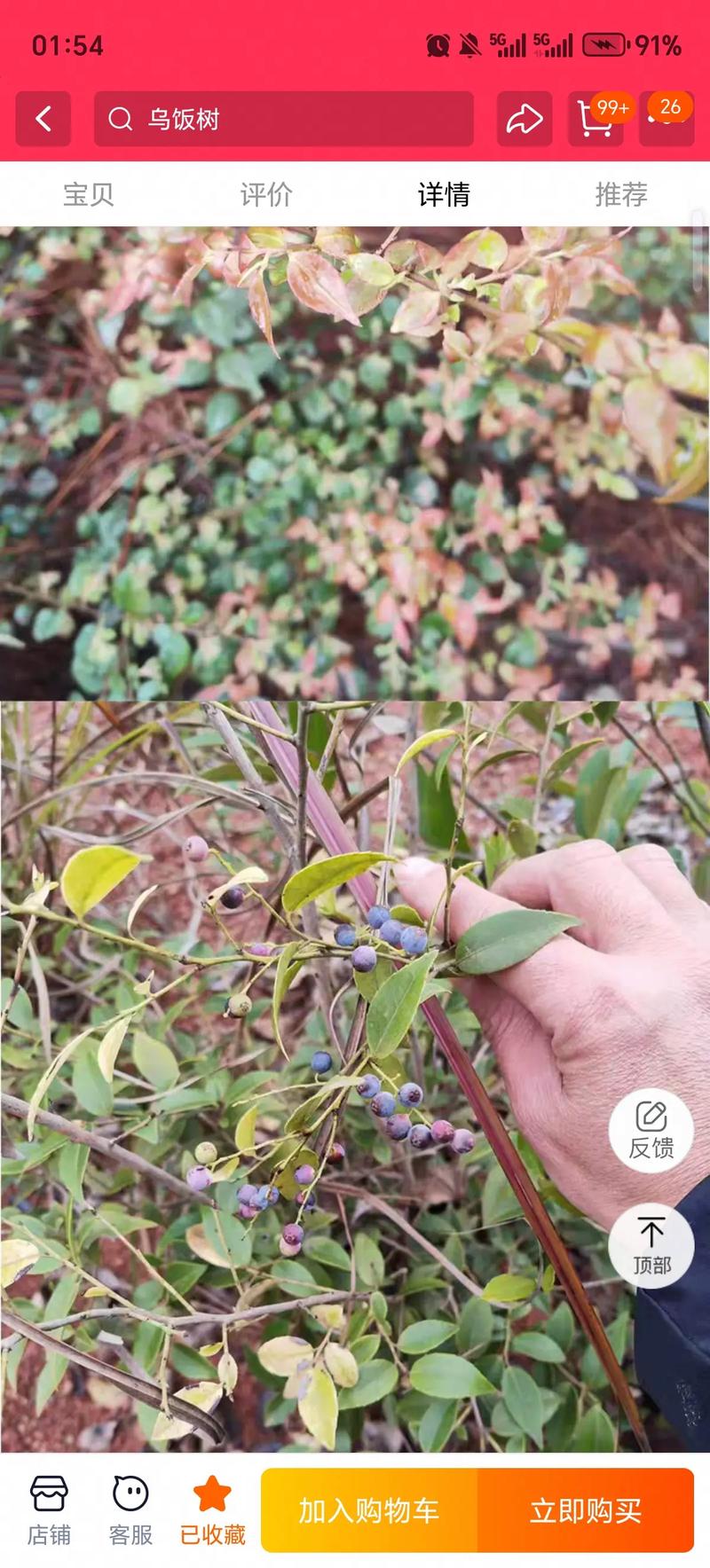 蓝莓树嫁接的好吗？蓝莓树嫁接的好吗图片