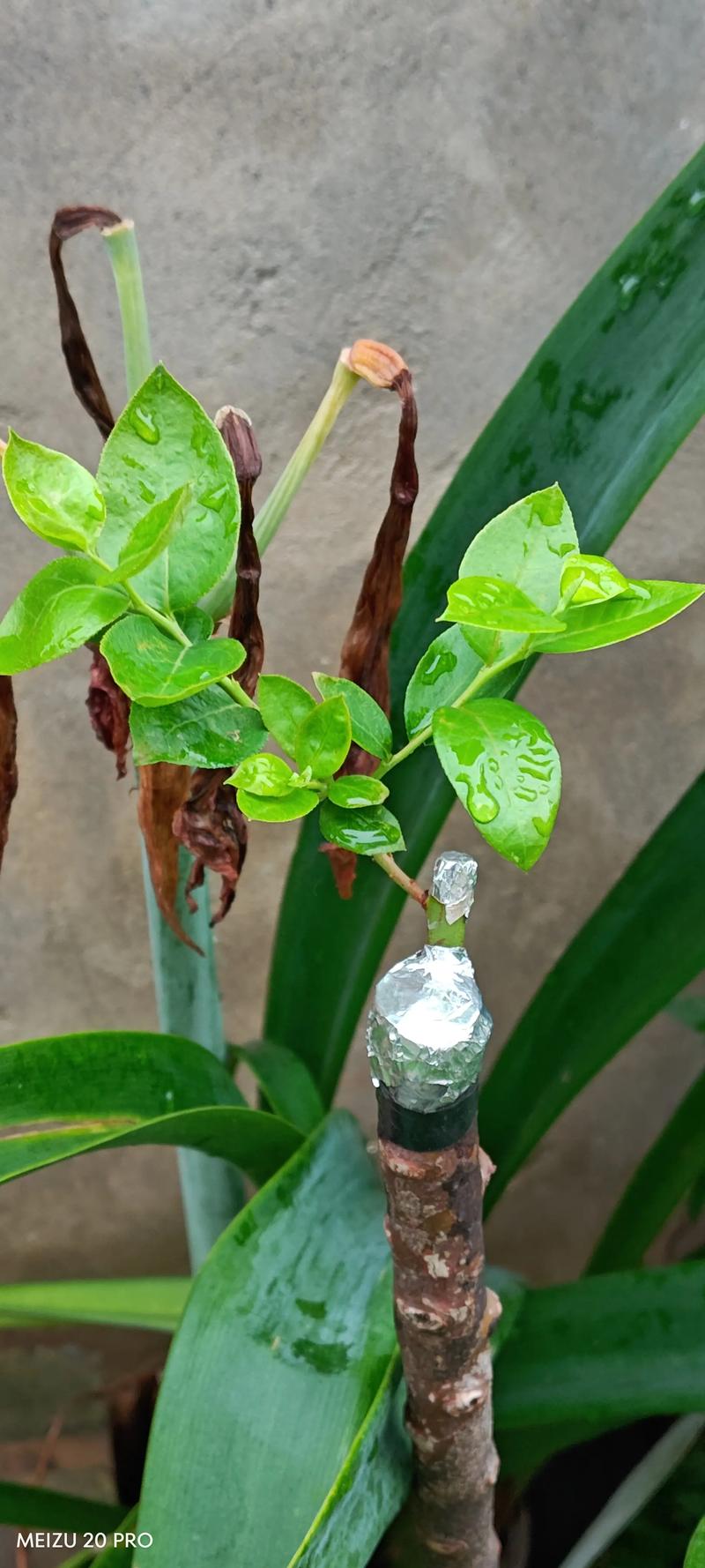 蓝莓树嫁接的好吗?蓝莓树嫁接的好吗图片